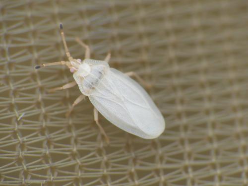 Réf. 288 771 : Tingis auriculata
